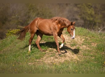 Paint Horse, Klacz, 2 lat, 143 cm, Kasztanowata