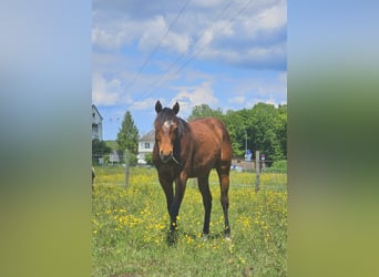 Paint Horse, Klacz, 2 lat, 145 cm, Gniada