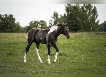 Paint Horse, Klacz, 2 lat, 145 cm, Może być siwy