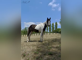 Paint Horse, Klacz, 2 lat, 145 cm, Tobiano wszelkich maści