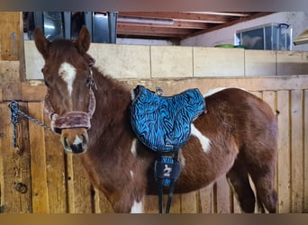 Paint Horse, Klacz, 2 lat, 147 cm, Tobiano wszelkich maści