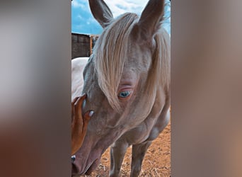 Paint Horse, Klacz, 2 lat, 150 cm, Biała