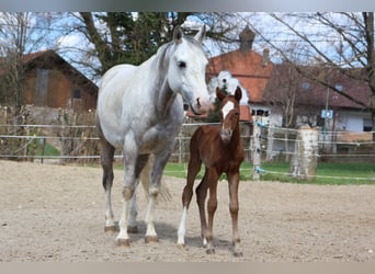 Paint Horse, Klacz, 2 lat, 150 cm, Kasztanowata