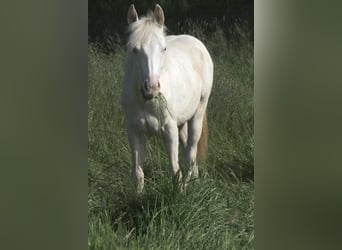 Paint Horse, Klacz, 2 lat, 150 cm, Perlino