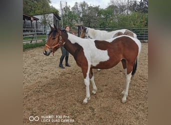 Paint Horse, Klacz, 2 lat, 150 cm, Srokata