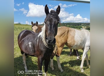 Paint Horse, Klacz, 2 lat, 150 cm, Tobiano wszelkich maści