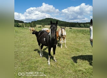 Paint Horse, Klacz, 2 lat, 150 cm, Tobiano wszelkich maści