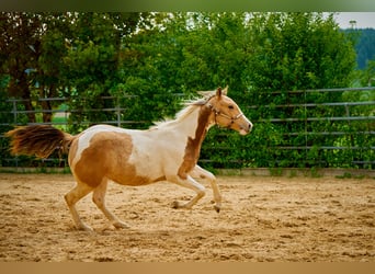 Paint Horse, Klacz, 2 lat, 150 cm, Tobiano wszelkich maści