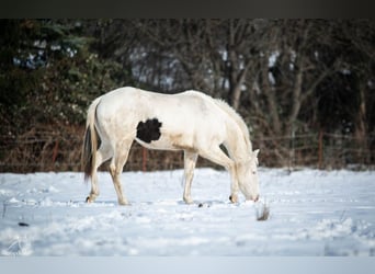 Paint Horse, Klacz, 2 lat, 152 cm, Srokata