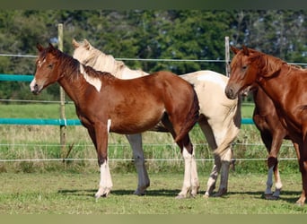 Paint Horse, Klacz, 2 lat, 152 cm, Tobiano wszelkich maści