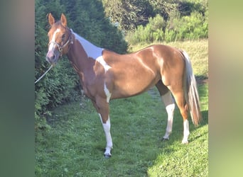 Paint Horse, Klacz, 2 lat, 154 cm, Srokata