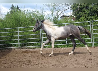 Paint Horse, Klacz, 2 lat, 154 cm, Tobiano wszelkich maści