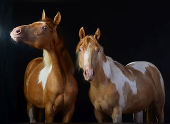 Paint Horse, Klacz, 2 lat, 155 cm, Srokata