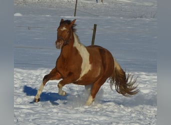 Paint Horse, Klacz, 2 lat, 155 cm, Srokata