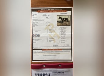 Paint Horse, Klacz, 2 lat, 155 cm, Tobiano wszelkich maści