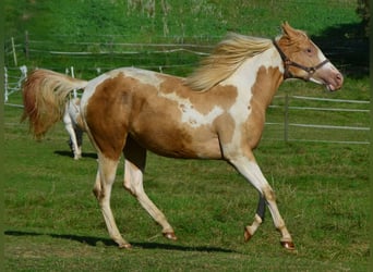 Paint Horse, Klacz, 2 lat, 155 cm, Tobiano wszelkich maści
