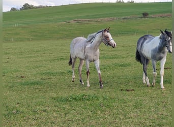 Paint Horse, Klacz, 2 lat, 158 cm, Overo wszelkich maści