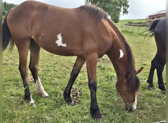 Paint Horse Mix, Klacz, 2 lat, 160 cm, Srokata