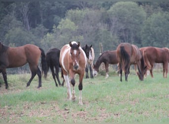Paint Horse Mix, Klacz, 2 lat, Srokata