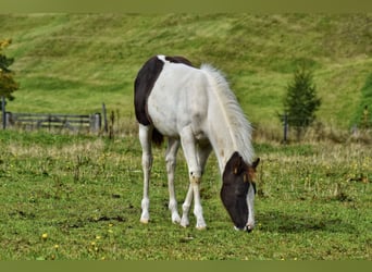 Paint Horse, Klacz, 2 lat, Tobiano wszelkich maści