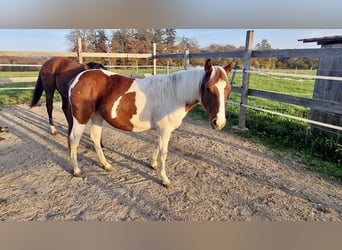 Paint Horse, Klacz, 2 lat, Tobiano wszelkich maści