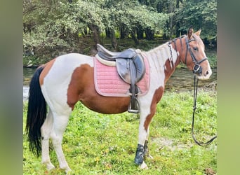 Paint Horse, Klacz, 3 lat, 143 cm, Srokata