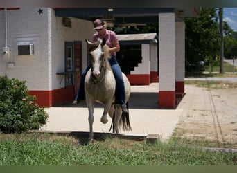 Paint Horse, Klacz, 3 lat, 147 cm, Jelenia