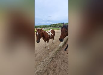 Paint Horse, Klacz, 3 lat, 147 cm, Tobiano wszelkich maści