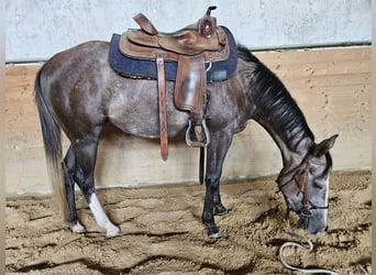 Paint Horse, Klacz, 3 lat, 150 cm, Może być siwy