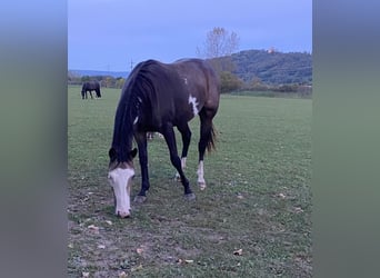 Paint Horse, Klacz, 3 lat, 150 cm, Overo wszelkich maści