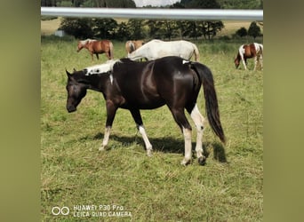 Paint Horse, Klacz, 3 lat, 150 cm, Tobiano wszelkich maści