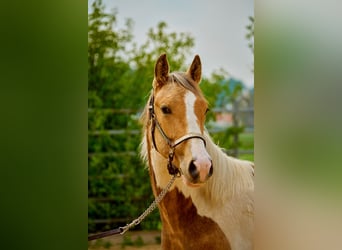 Paint Horse, Klacz, 3 lat, 150 cm, Tobiano wszelkich maści