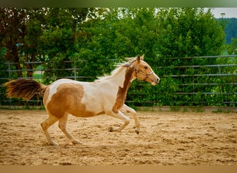 Paint Horse, Klacz, 3 lat, 150 cm, Tobiano wszelkich maści