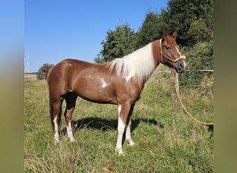 Paint Horse Mix, Klacz, 3 lat, 153 cm, Srokata