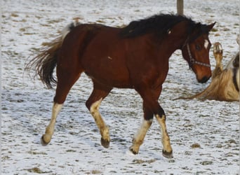 Paint Horse, Klacz, 3 lat, 154 cm, Tobiano wszelkich maści