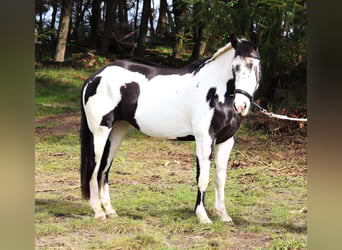 Paint Horse Mix, Klacz, 3 lat, 157 cm
