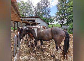 Paint Horse Mix, Klacz, 3 lat, Tobiano wszelkich maści