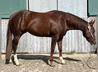 Paint Horse, Klacz, 4 lat, 142 cm, Kasztanowata
