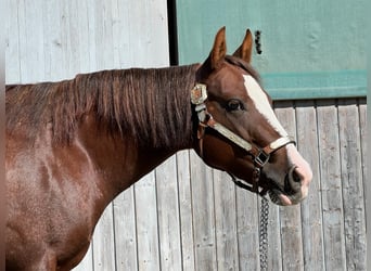 Paint Horse, Klacz, 4 lat, 142 cm, Kasztanowata