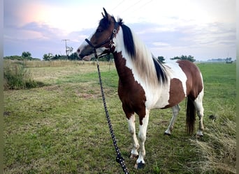 Paint Horse Mix, Klacz, 4 lat, 142 cm, Tobiano wszelkich maści