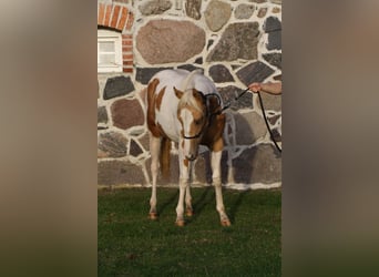 Paint Horse, Klacz, 4 lat, 145 cm, Tobiano wszelkich maści