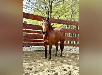 Paint Horse, Klacz, 4 lat, 146 cm, Gniada