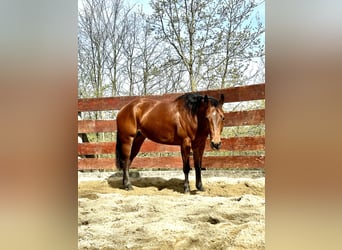 Paint Horse, Klacz, 4 lat, 146 cm, Gniada