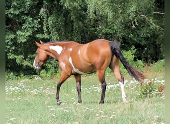 Paint Horse, Klacz, 4 lat, 148 cm, Overo wszelkich maści