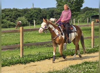 Paint Horse, Klacz, 4 lat, 150 cm, Overo wszelkich maści