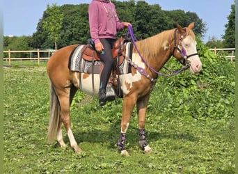 Paint Horse, Klacz, 4 lat, 150 cm, Overo wszelkich maści