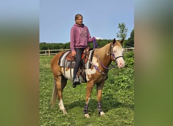 Paint Horse, Klacz, 4 lat, 150 cm, Overo wszelkich maści