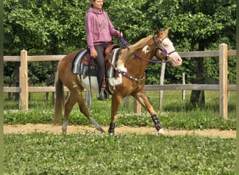 Paint Horse, Klacz, 4 lat, 150 cm, Overo wszelkich maści