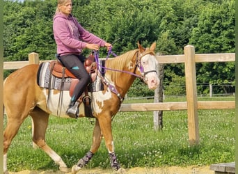Paint Horse, Klacz, 4 lat, 150 cm, Overo wszelkich maści