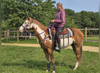 Paint Horse, Klacz, 4 lat, 150 cm, Overo wszelkich maści